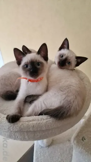Siam Kitten Kätzchen Reinrassig 