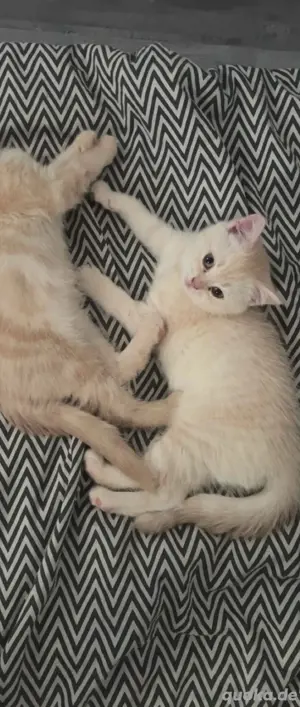 BKH kitten 