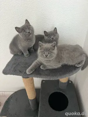 BKH Kitten Babykatzen