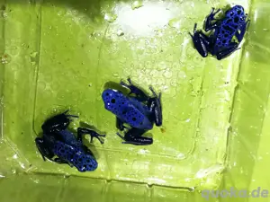 Pfeilgiftfrösche D. t.Citronella azureus Oyapock D. t. leucomelas D. auratus Birkhahn 