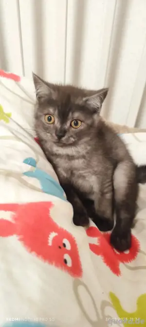 abgabebereit das letzte BKH Katerchen!!!