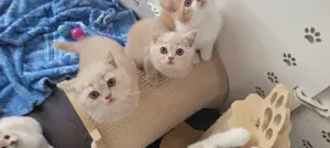 BKH Kitten (Creme; Creme-Weiß; ;) Bild 4