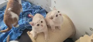 BKH Kitten (Creme; Creme-Weiß; ;) Bild 2