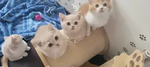 BKH Kitten (Creme; Creme-Weiß; ;) Bild 3