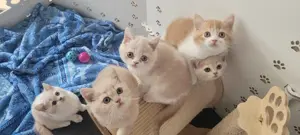 BKH Kitten (Creme; Creme-Weiß; ;) Bild 5