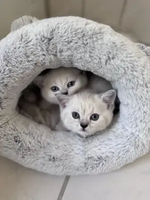 Wunderschöne BKH Kitten suchen liebevolles Zuhause   Mama optional 