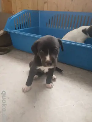 7 süße Hunde Welpen 