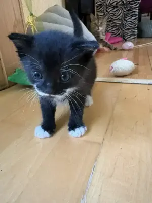 Katerchen suchen liebevolles Zuhause