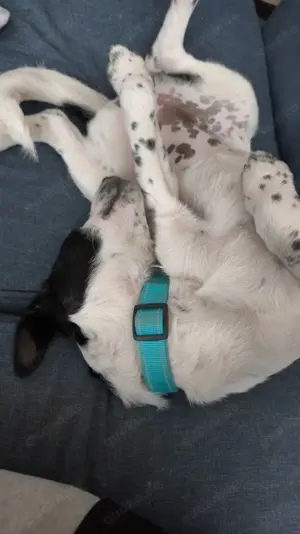*Hunde-Mädchen Kicka sucht Menschen für's Leben*.