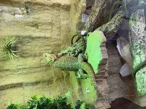 Terrarium inkl. Bartagame in Red 