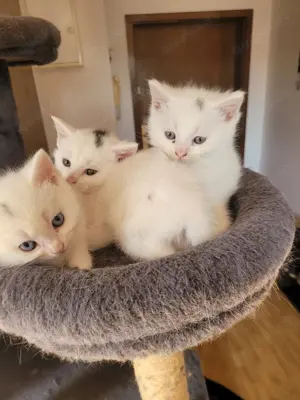 Kater abzugeben.  Brittich Kurzhaar Mix 
