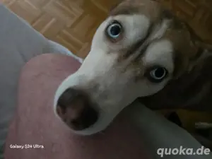 Husky Hündin (kastriert)