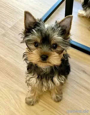 Reinrassige Yorkshire Terrier Welpen