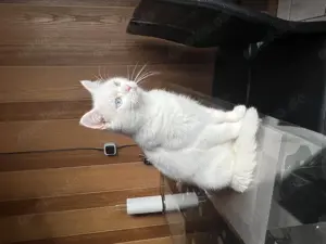 Italienische Perserkatze zu verkaufen 