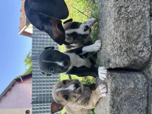 American staffordshire Welpen abgabebereit !