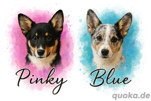 Sheltie-Inu-Welpen 