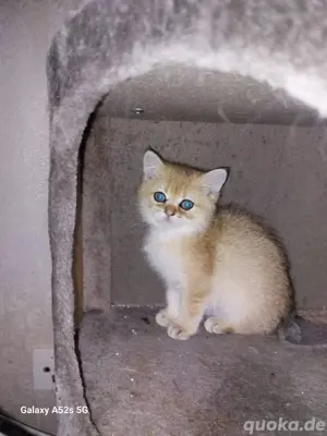 bkh chinchilla kitten 
