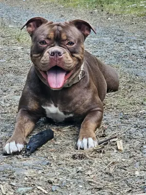 New englisch Bulldog, Psychohund