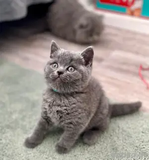 Reinrassige BKH BLH Kitten 