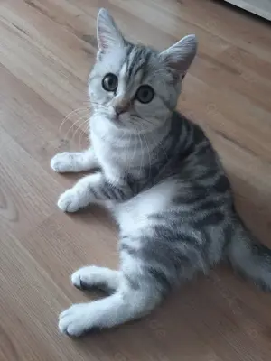 BKH Silver Tabby 4 Monate 