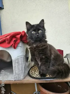 Maine Coon mix