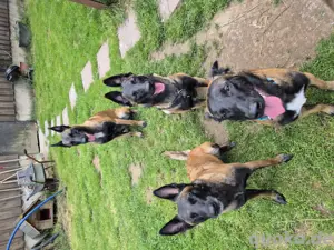 Bald 8 Monate alte Malinoisrüden zu vermitteln