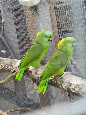 Gelbnackenamazonen paar abzugeben