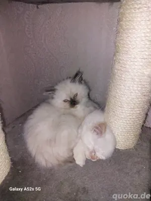 bkh kitten 