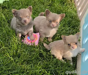 Süße Chihuahua Welpen 