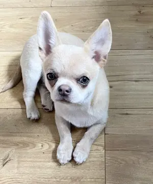 Creme Husky Chihuahua Kurzhaar 
