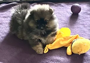Zwergspitz Pomeranian Welpen mit Ahnentafel