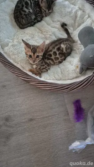 bengal kitten 
