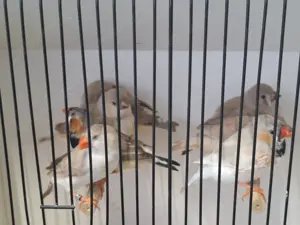 Zebrafinken jung und Alttiere abzugeben 