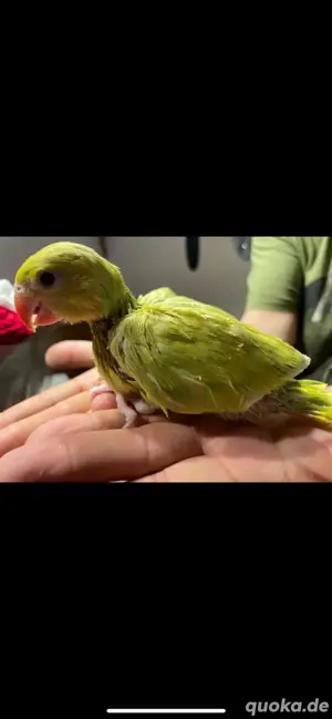 Papageien Babys zur weiteren Handaufzucht