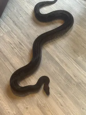 0.1 boa constrictor super Onyx 66% het Angel 