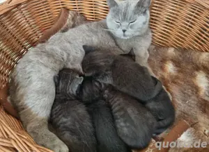 Britisch Kurzhaar Kitten 