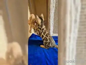Reinrassige liebevolle Bengal Kitten