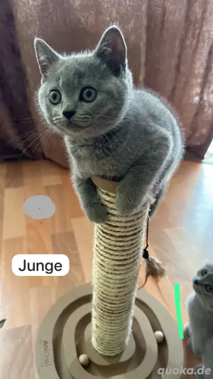 Reinrassige BKH kitten mit Stammbaum