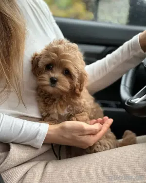  Süßer Cavapoo Welpe Abgabebereit & Geimpft