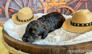 Maltipoo Hündin Bild 9