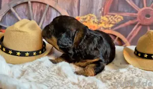 Maltipoo Hündin Bild 3