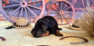 Maltipoo Hündin Bild 8