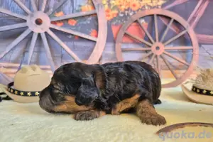 Maltipoo Hündin Bild 5