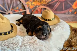 Maltipoo Hündin Bild 7