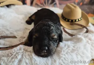 Maltipoo Hündin Bild 4