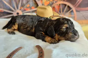Maltipoo Hündin Bild 6