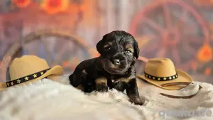 Maltipoo Welpe noch 1 Rüde 