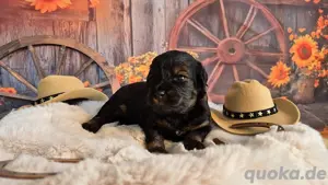 Maltipoo Welpe noch 1 Rüde  Bild 10