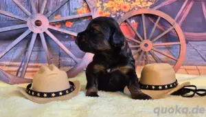 Maltipoo Welpe noch 1 Rüde  Bild 8