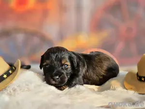 Maltipoo Welpe noch 1 Rüde  Bild 7